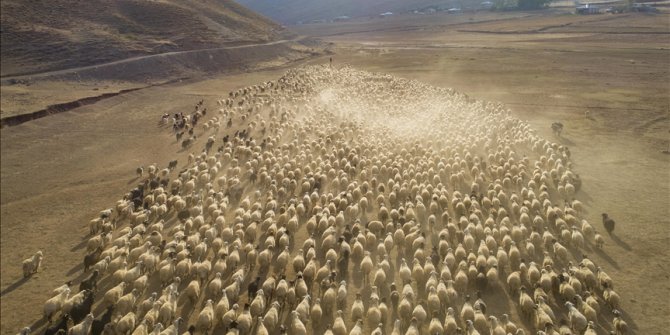 Turska: Pastiri vraćaju stada u toplija područja