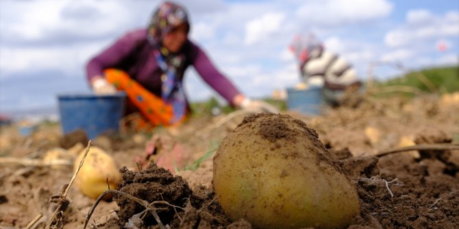 Solucan gübresi kullanılan arazide patates verimi arttı