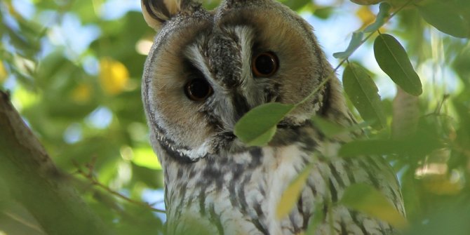 Long-eared owl spotted in Van