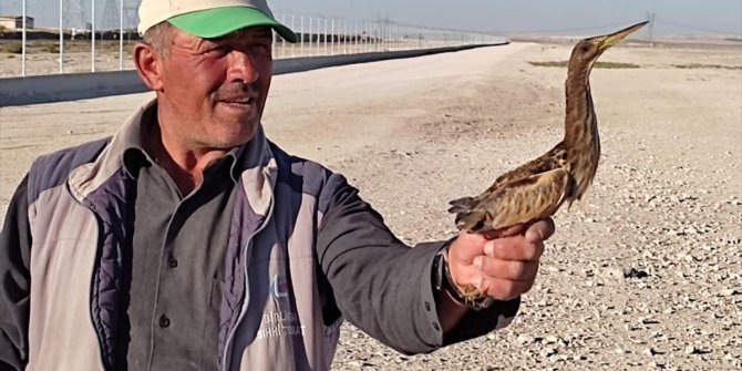 Aç kalan kuşa Karapınar'da çoban sahip çıktı