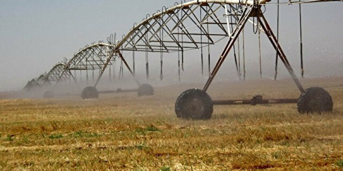 TİGEM'den dane mısır satışı