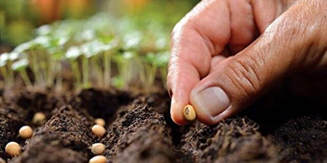 Tohumluk üretim ve pazarlama hakkı ihale ilanı