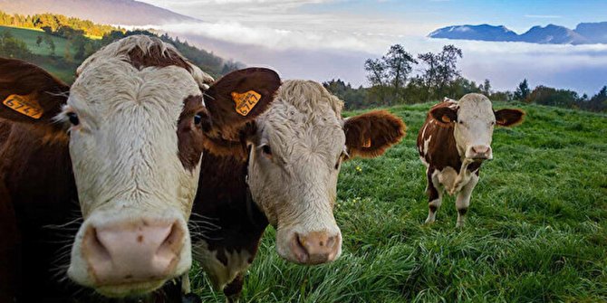 TİGEM'den büyükbaş hayvan satışı