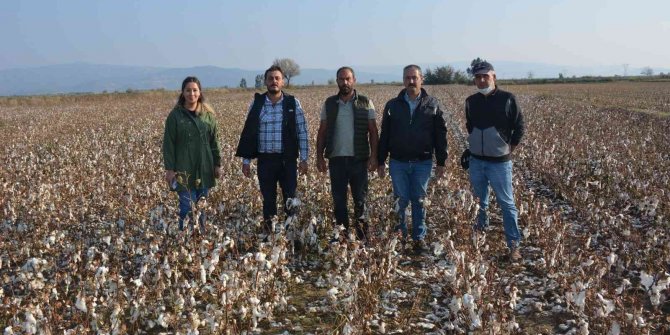 Şiddetli yağışın zarar verdiği pamuklar yerde kaldı