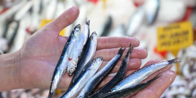 Karadeniz’in incisi ’iri hamsi’ kapış kapış gidiyor