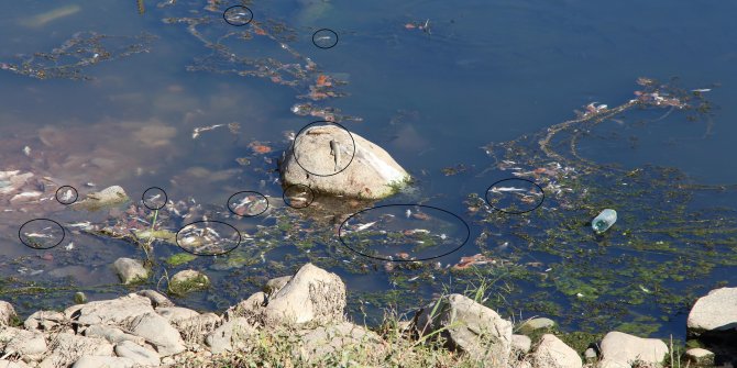 Dicle Nehri’nde ölü balıklar kıyıya vurdu