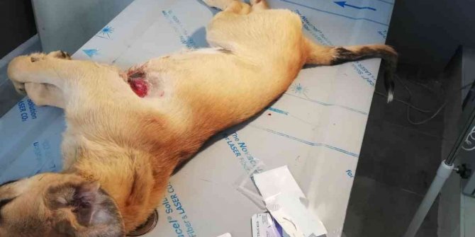 Akşehir Belediyesinin tedavi ettiği köpek iyileşti