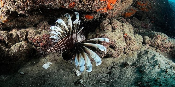 Kızıldeniz'in 'istilacısı' aslan balığı Ege'de de yayılıyor