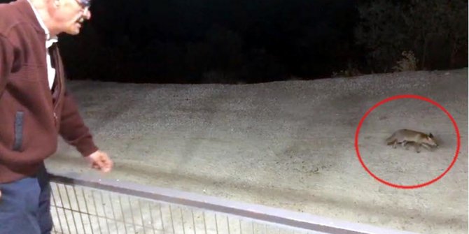 Her akşam restoranına gelen tilkileri besliyor