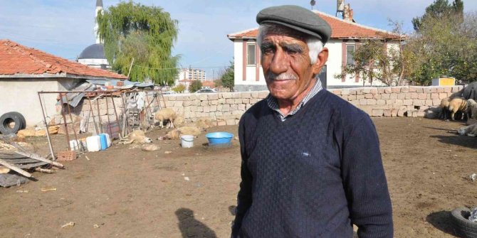 Ağıla giren kurtlar 13 koyunu telef etti