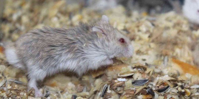 Üniversiteliler hamster ile yalnızlıklarını paylaşıyor