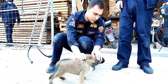 Kerestelerin arasına sıkışan yavru köpeği itfaiye kurtardı
