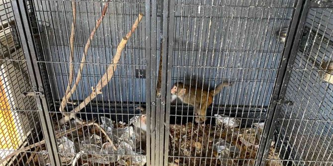 Konya’da beslenmesi yasak olan 2 maymun bulundu