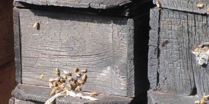 25 arı kovanı yandı binlerce arı telef oldu