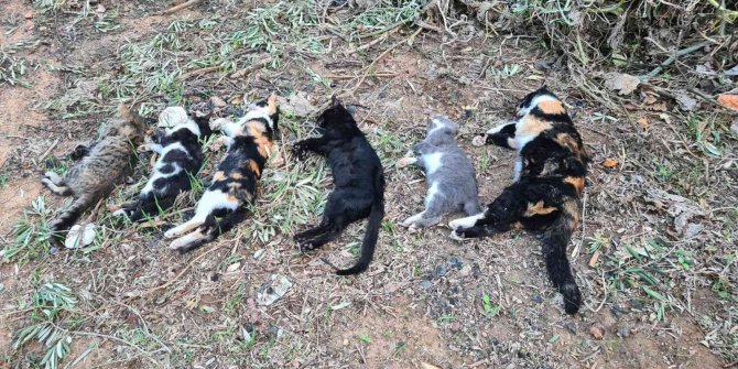 2 mahallede 20’den fazla kedi zehirlenerek öldürüldü