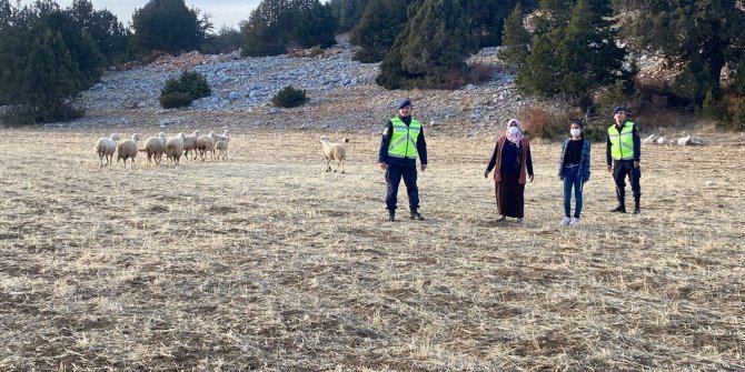 Jandarma ekipleri kayıp koyunları drone yardımıyla buldu