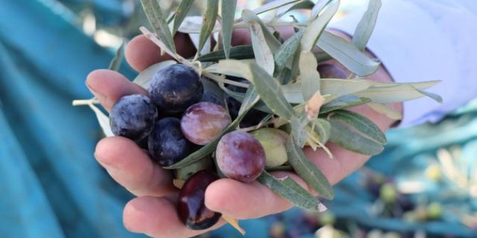 Türkiye'nin zeytin ihracatı 150 milyon doları aştı