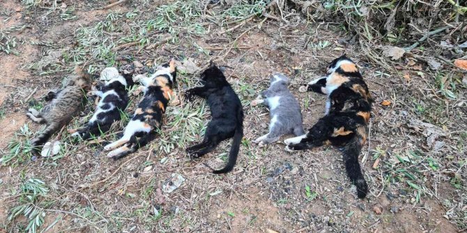 21 kedinin zehirlenmesi ile ilgili soruşturma başlatıldı