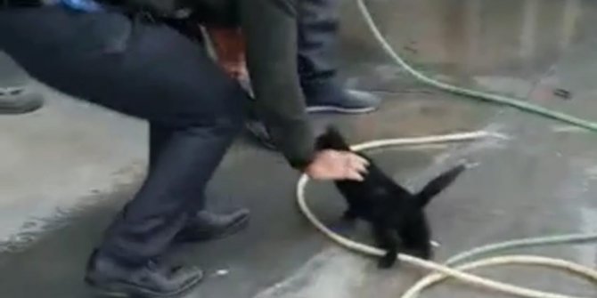 Yavru kedi aracın motoruna sıkıştı
