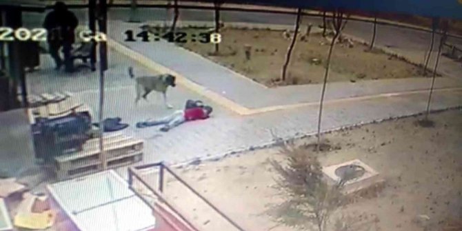 Çocuğu köpeklerin saldırısından vatandaşlar kurtardı