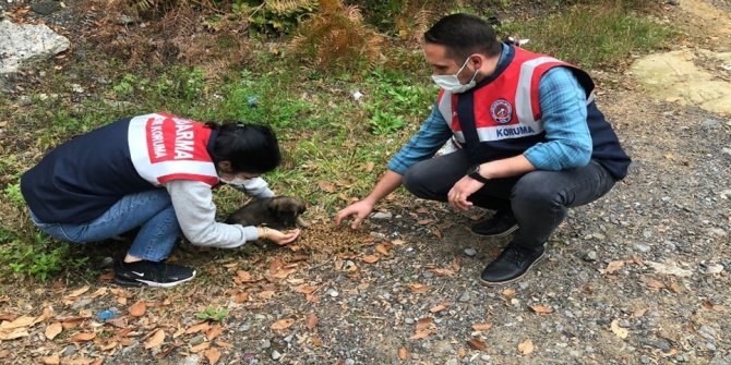 Yaralı köpeğe jandarma şefkati
