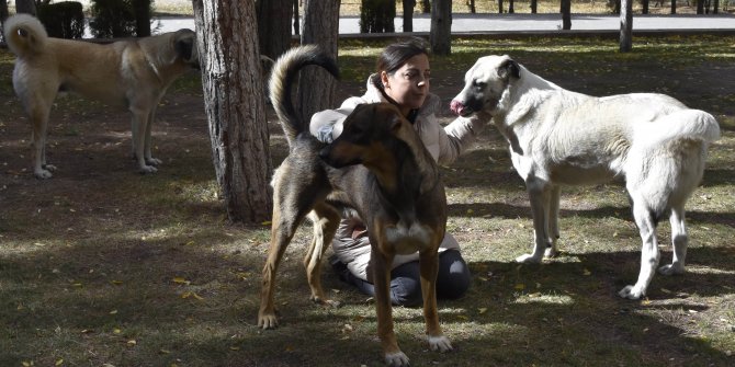 Besledikleri köpeklerden birini ölü, diğerini yaralı buldular