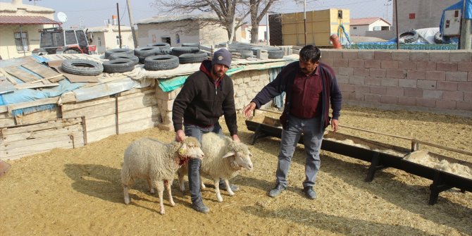 Karapınar'da kurt saldırısı sonucu 15 koyun telef oldu
