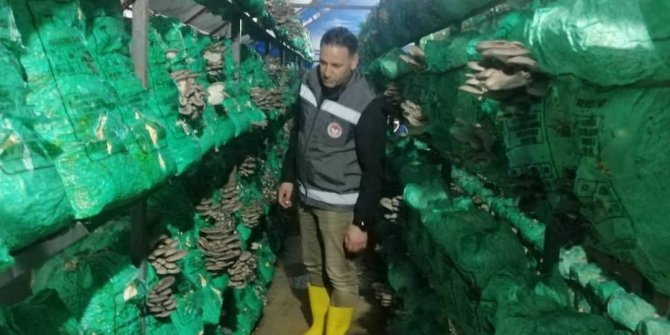 İstiridye mantarı üretimi artıyor