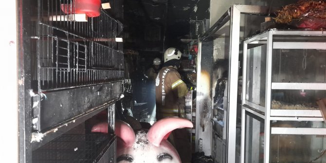 Bayrampaşa'da pet shop'ta yangın çıktı, çok sayıda hayvan öldü 