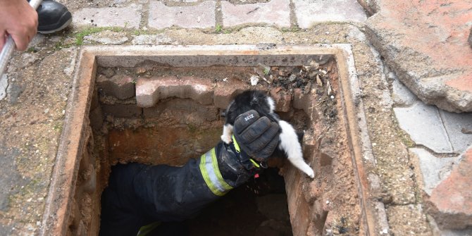 Foseptiğe düşen 4 yavru kediyi itfaiye kurtardı
