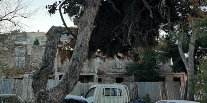 83 yıllık ağacın kesilmesi tepkilere sebep oldu