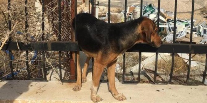 Konya'da 16 köpek korumaya alındı