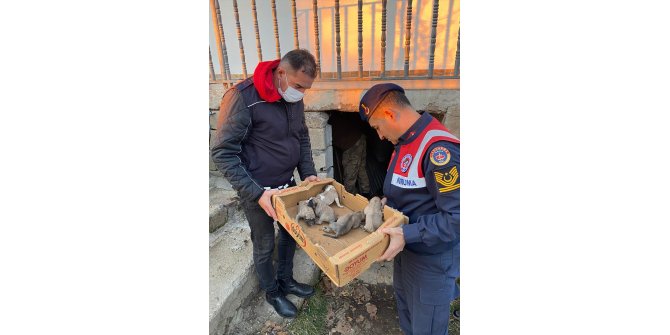 Bingöl'de donmak üzere olan köpek yavrularını jandarma kurtardı