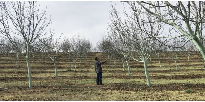 Kırşehir'de ceviz ağaçları "bordo bulamacı" ile hastalıklara karşı korunuyor