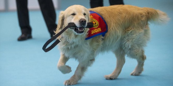 Elazığ depreminin kahraman köpeği 'Olgun' Ankara'daki tanıtım günlerinde marifetlerini sergiledi