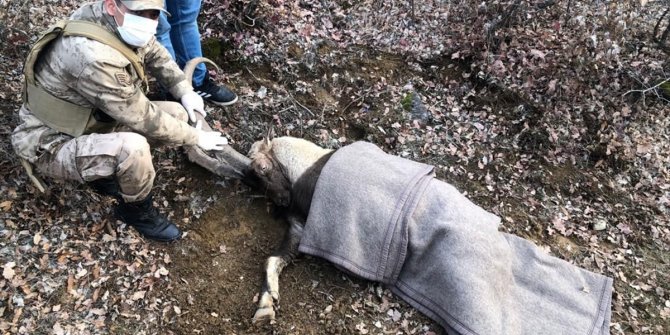 Elazığ'da kayalıklarda mahsur kalan yaralı dağ keçisi kurtarıldı