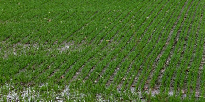 Ege'de artan yağışlar kuraklık endişesindeki çiftçiye umut oldu