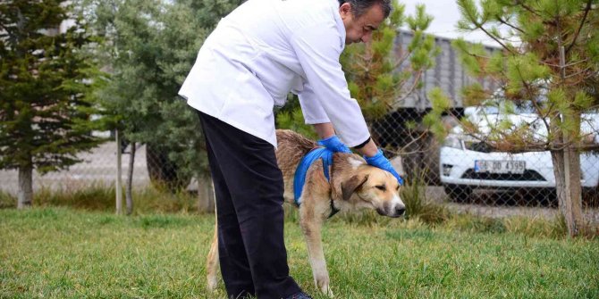 Domuz sürüsünün saldırdığı köpek hayata tutundu