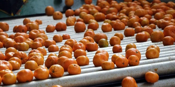 Yaş sebze meyve ihracatçıları pazar yelpazesini genişletmeyi hedefliyor