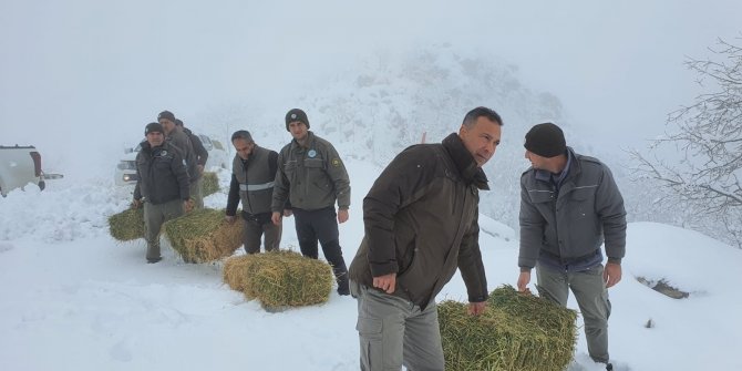 Karaman’da yaban hayvanlarına yem desteği