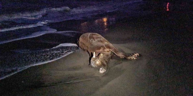 Zonguldak’ta sahile vuran ölü inek şaşkına çevirdi