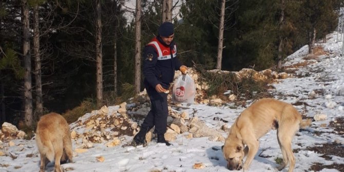 Sokak hayvanları için doğaya ekmek bırakıldı