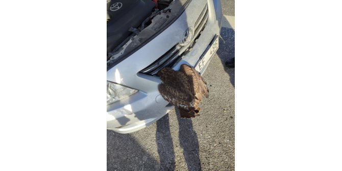 Ankara'da başı otomobilin panjuruna sıkışan şahin kurtarıldı