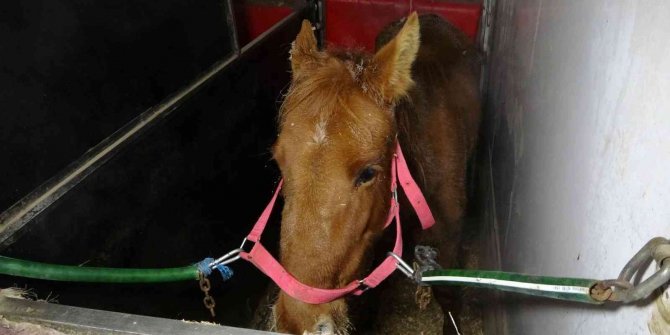 Dondurucu soğukta ölüme terk edilen yaralı ata Muş Valisi sahip çıktı