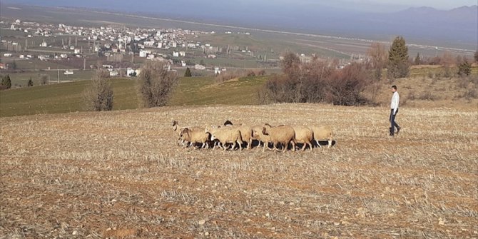 Çalındı ihbarı yapılan koyunlardan bir kısmı 5 kilometre uzaklıkta bulundu
