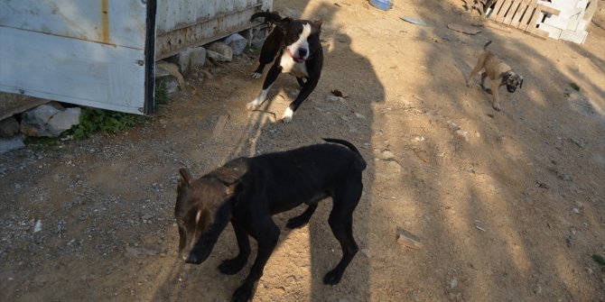 Gaziantep'te terk edilen pitbull cinsi 10 köpek barınağa alındı