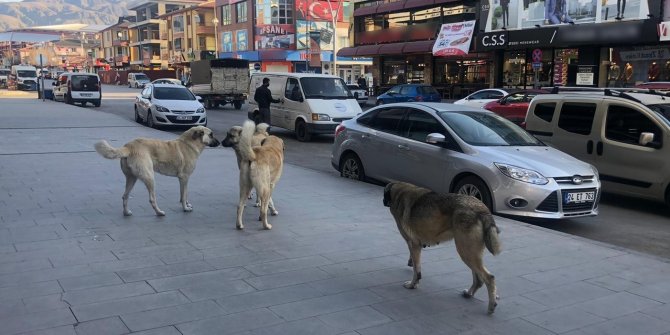 Vatandaşlar tehlike saçan sokak köpeklerine yönelik tedbir alınmasını istiyor