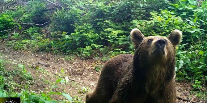 Boz ayılar Uludağ’da fotokapana böyle yakalandı