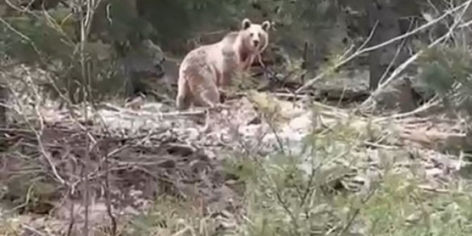 Ormanlık alanda karşılarına çıkan ayıyla neye uğradıklarını şaşırdılar