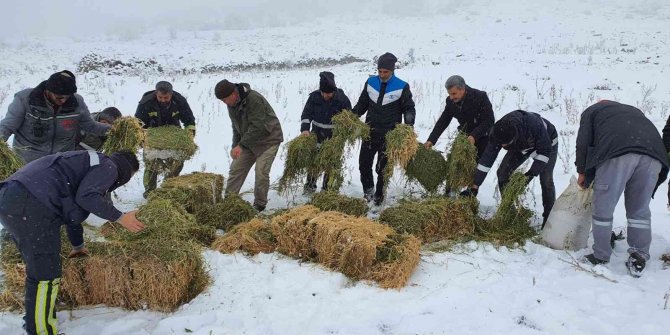 Karaman’da, Anadolu yaban koyunları ile yılkı atlarına yem desteği